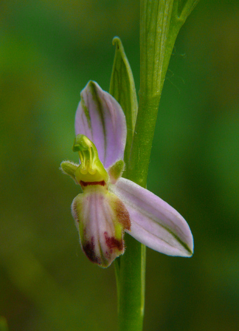 Ophrys apifera var. tilaventina